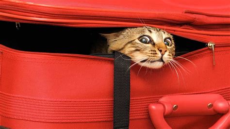 Cat travel. Things To Know About Cat travel. 